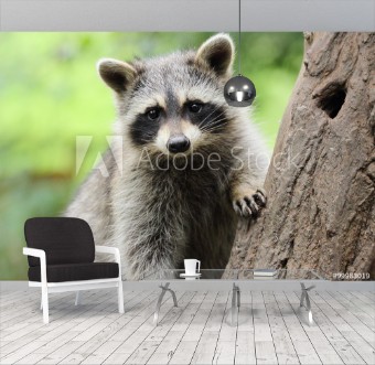 Picture of Kleiner Waschbr an Baum